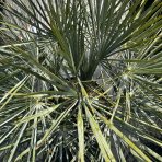 Palmička nízka (Chamaerops Humilis) ´CERIFERA´ (-17°C) výška kmeňa: 20-30 cm, celková výška 50-80 cm, kont. C55L - 2 až 4 PALMY V JEDNOM KVETINÁČI